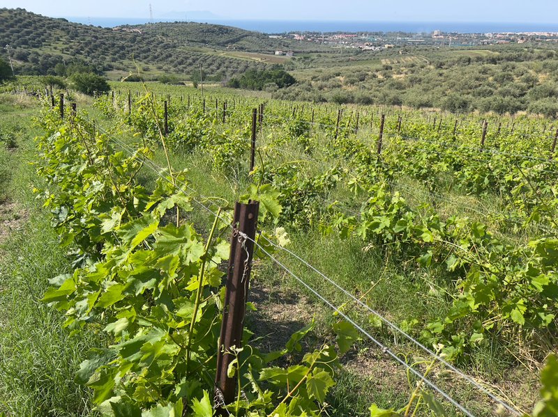 Ecco la Spin Winera: Risorse e Recensioni per i Gli Utenti Italiani